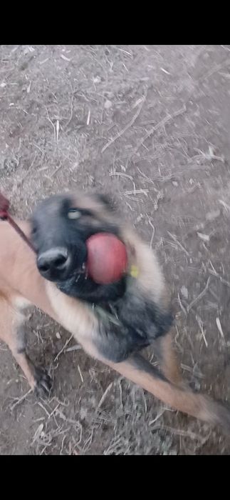 бельгийский овчарка 8 айлық