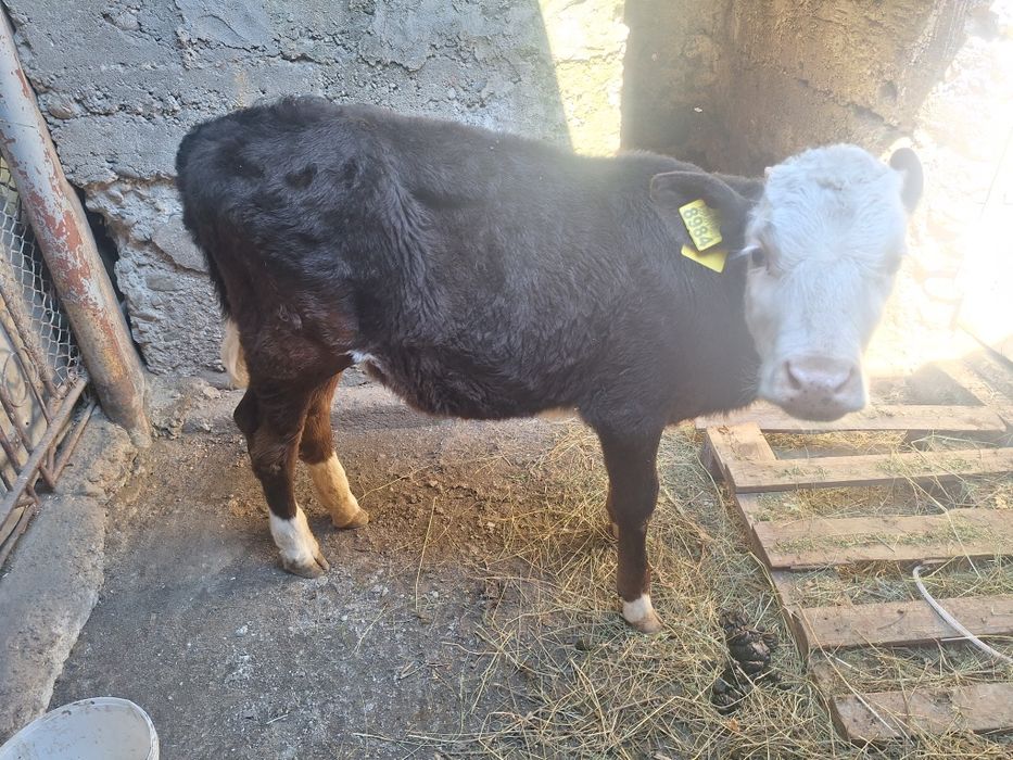 Vând vițică de 3.5 luni