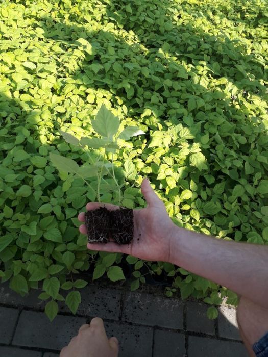 Diferite soiuri de puieți de căpșuni și zmeurā din toată Europa