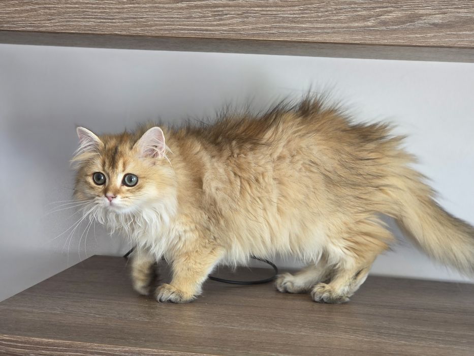 Fetita british longhair