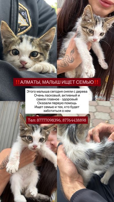 Котенок ищет семью