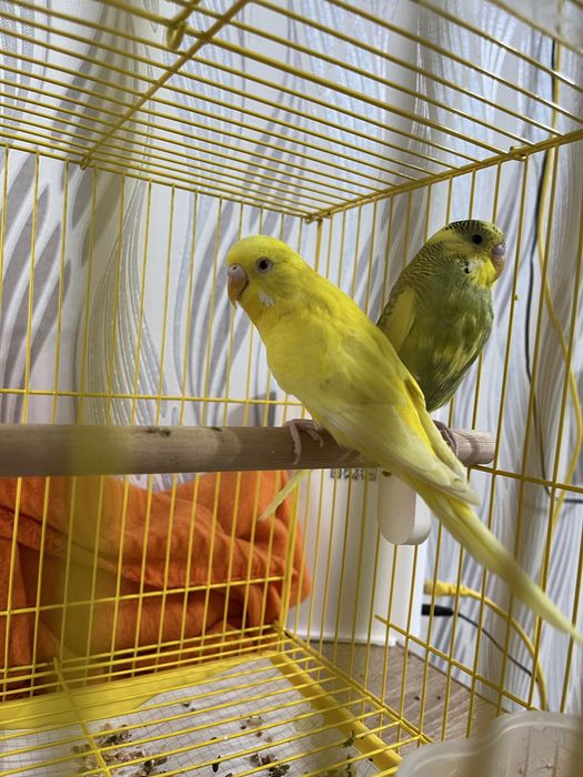 Продам попугаев с клеткой