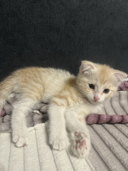 Котенок девочка