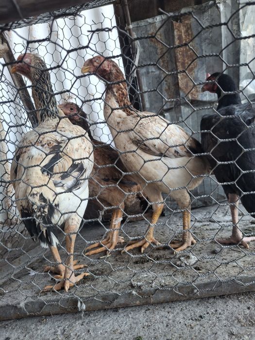 Продаётся даканки