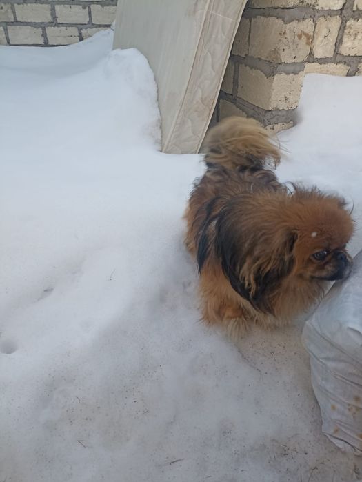 Продам собачку породистую