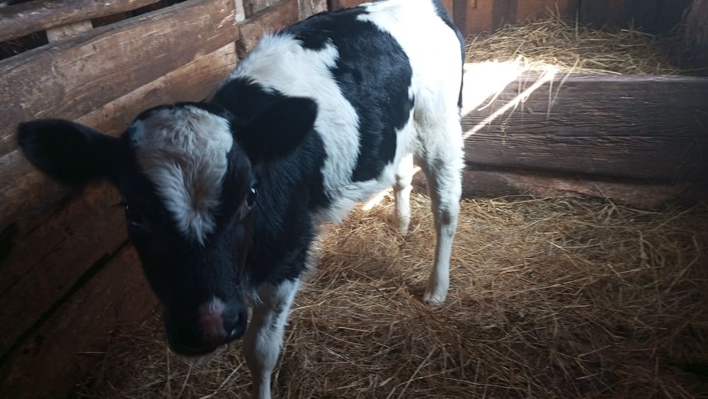 Телёнок телочка 200