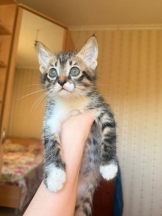 Отдам котенка девочка