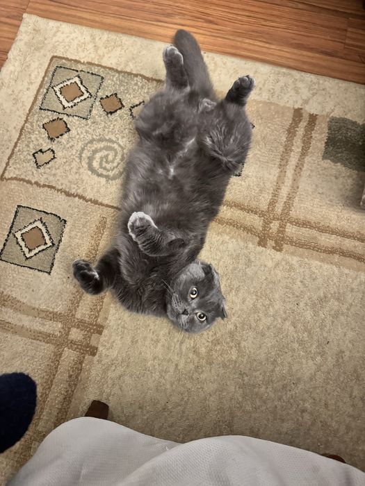 шотландский весолуха