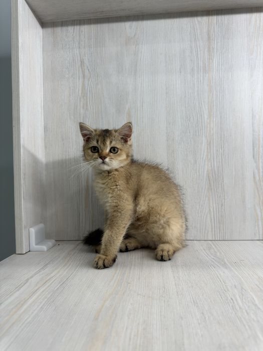british shorthair