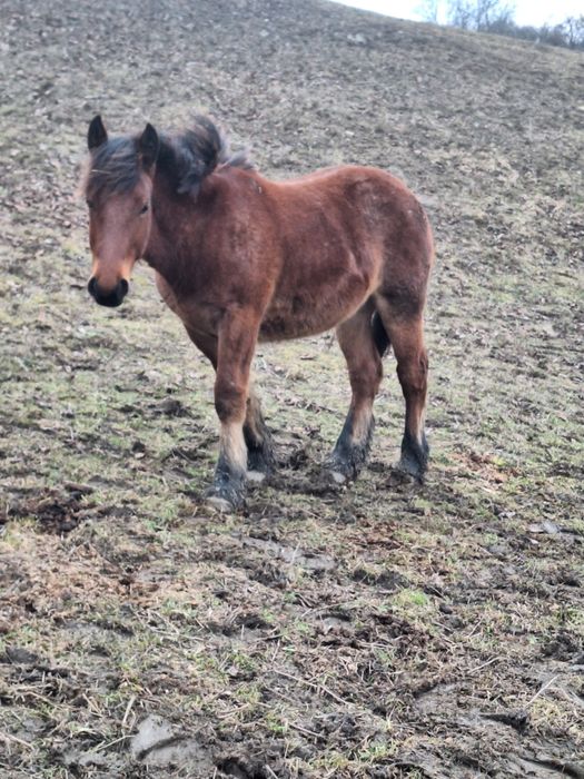 Manz de vanzare sau schimb cu animale sau auto