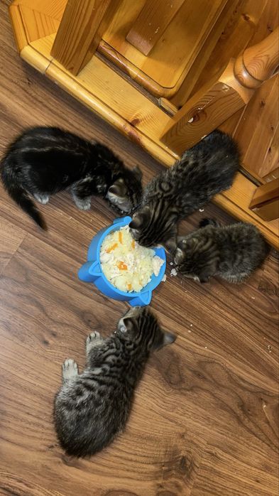 Котята   девочки