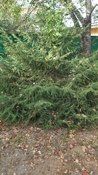 Продам ели. 5 штук