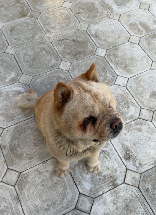 Чау-Чау Собака продам