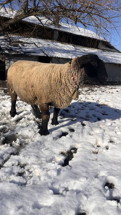 Vand oi sulffok pentru pretentiosi