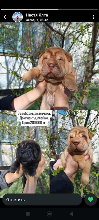 Продажа щенков шарпея