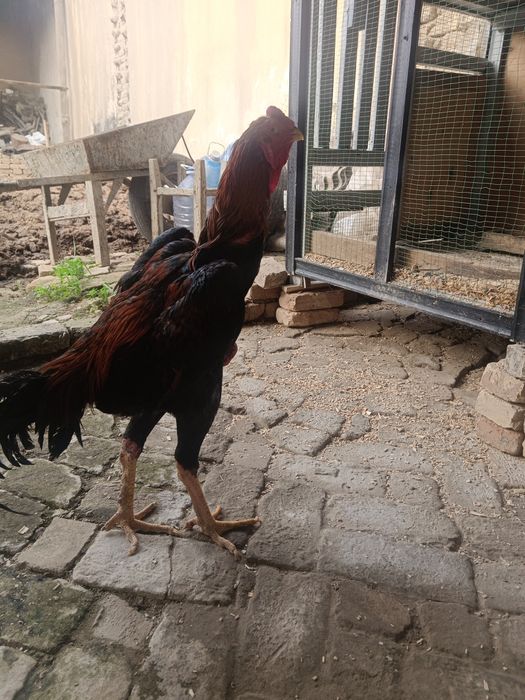 Dakenni zori zoti toza 5kg