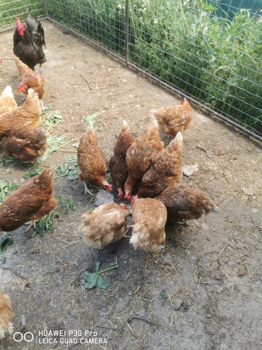 De vânzare găini roșii ouătoare, fac si schimb pe pui de curca