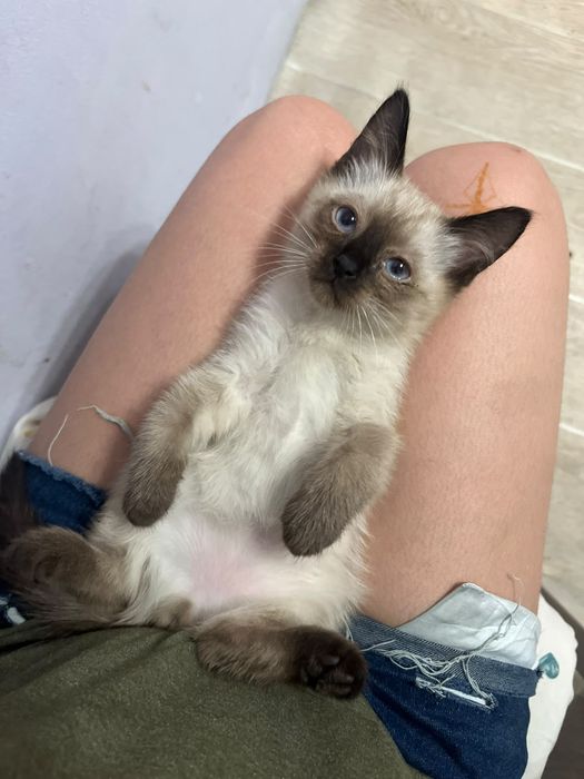 Котята отдам в добрые руки.