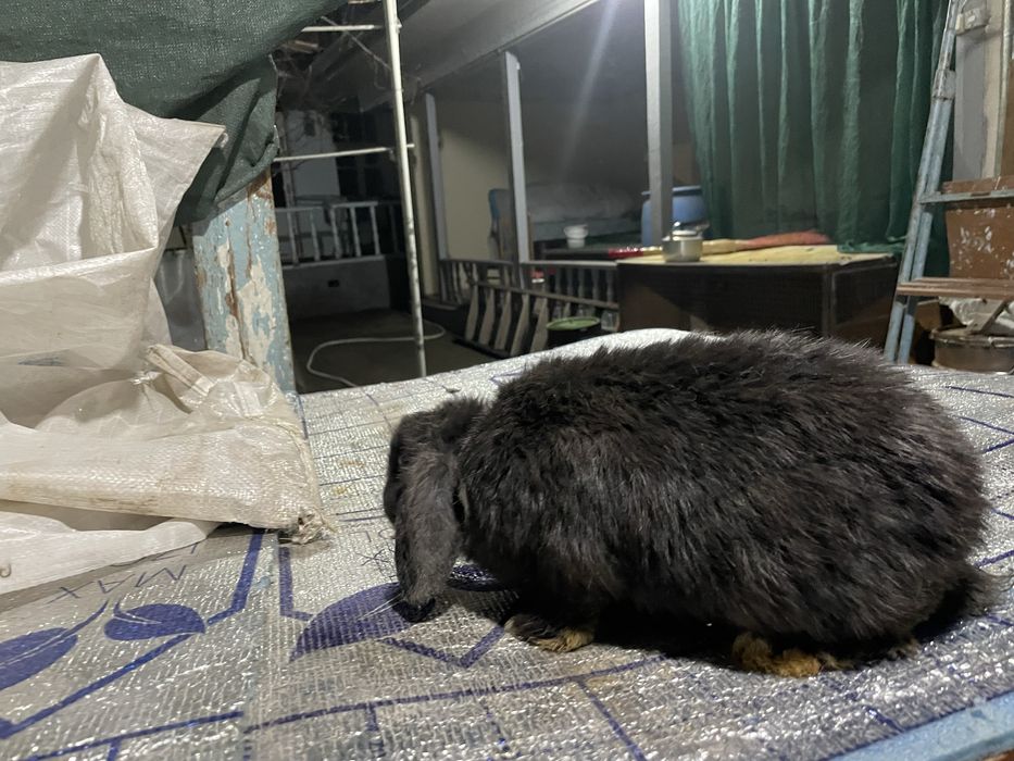 Quyon karlikoviy baran