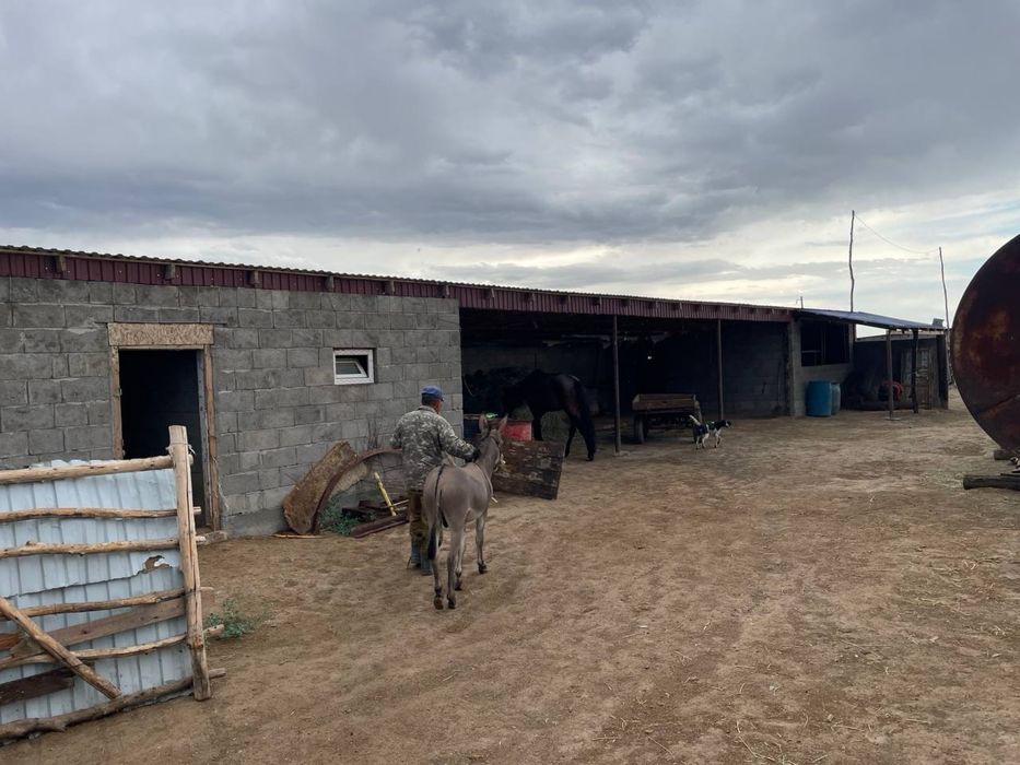 Фазенда / Ферма / КХ / Мал шаруашылығы / Откорм