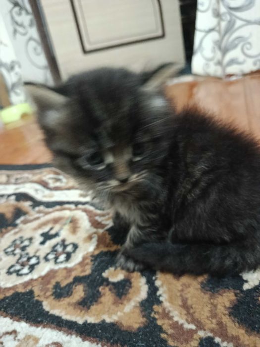 Отдам котенков в хорошие руки