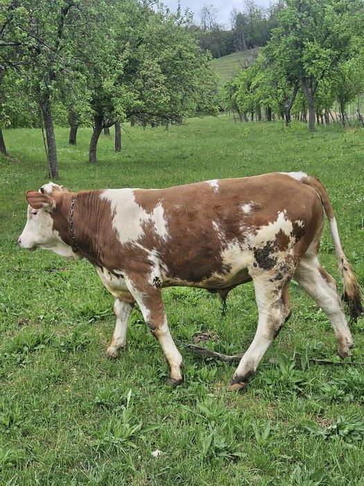 Vand Tauras de 7  luni, Baltata Romaneasca