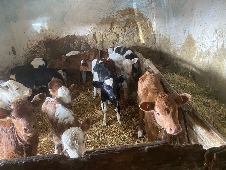 Vând viţei de carne