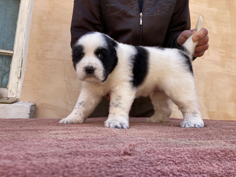 Щенок Туркменского Алабая ( Чистокровный )