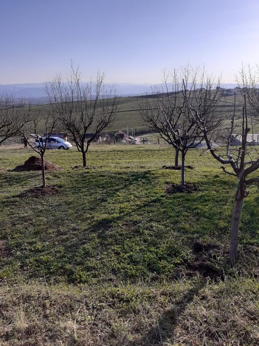 Teren Sura Mare 550 m