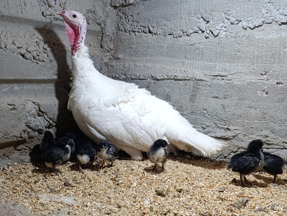 Австролорп зотли гўшт ва тухум йўналишидаги товуқ жўжалари сотилади