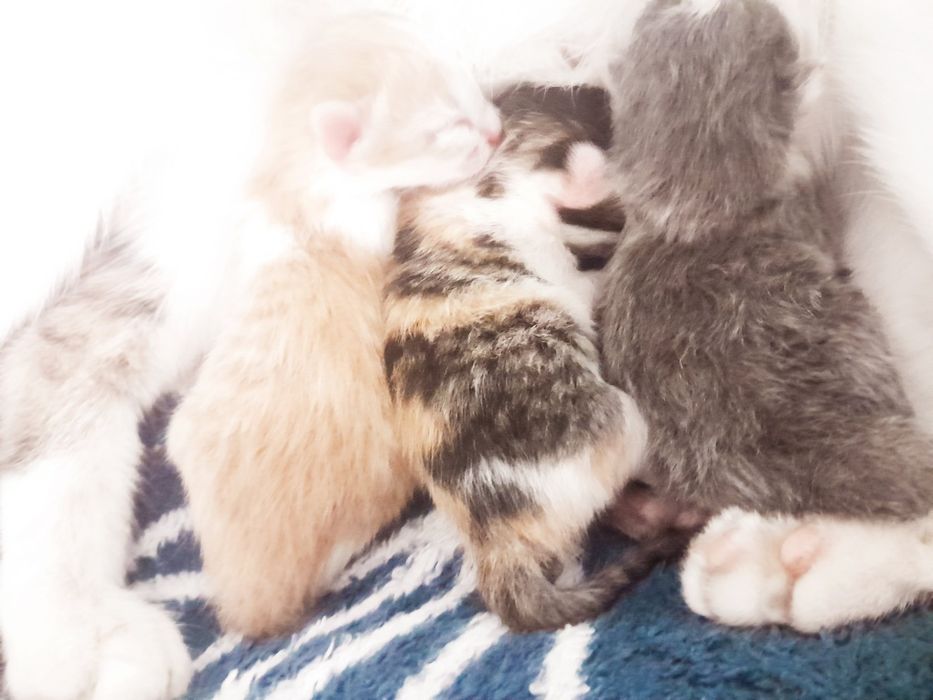 Отдам котят в хорошие руки