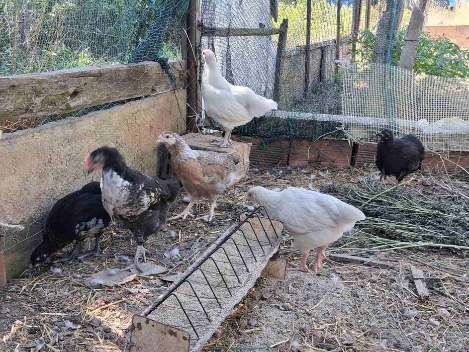 Продават се пилета