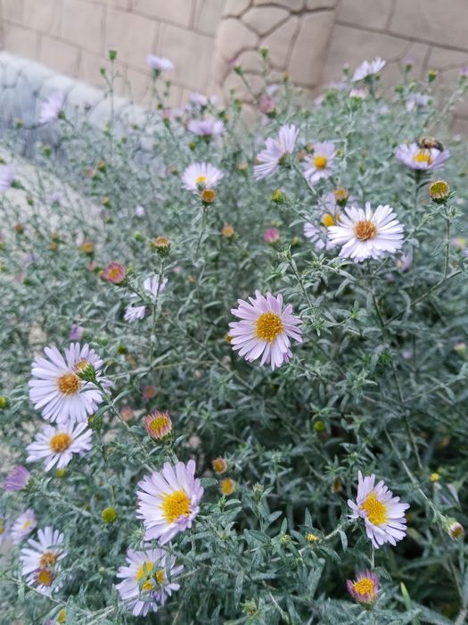 Продаю луковицы лилий