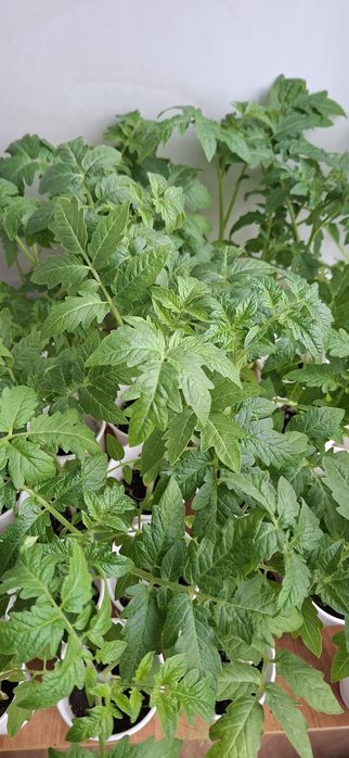 Рассада помидоры 200