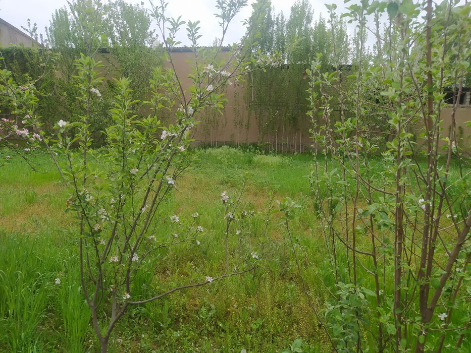 Nazarbek mevazor yer 3 sotik