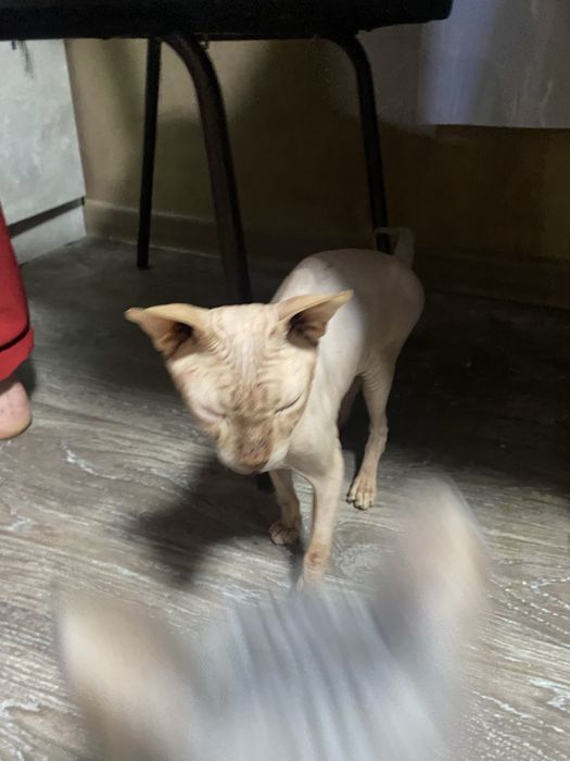 Свинкс чистокровный