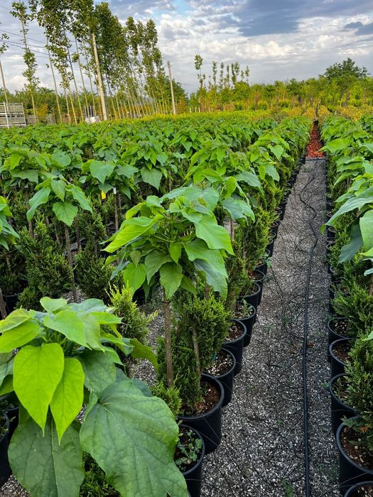 Thuia leilandi   chiparos la comanda