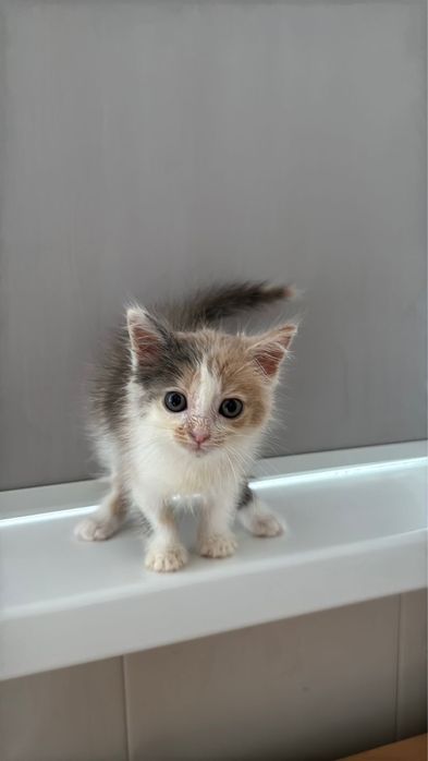 Котенок девочка ищет дом