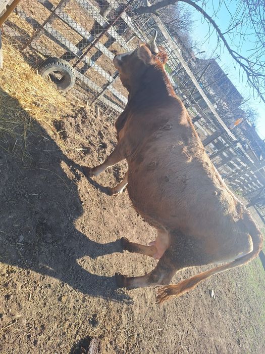 Vaci de lapte de vanzare