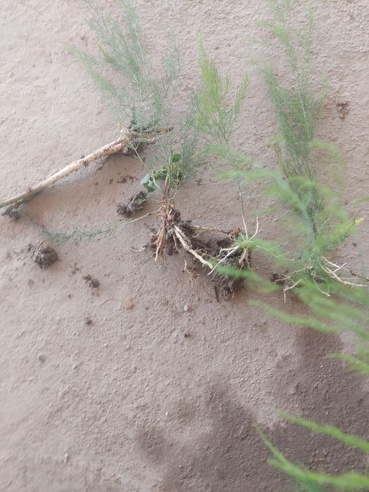 Продаю рассаду спаржи