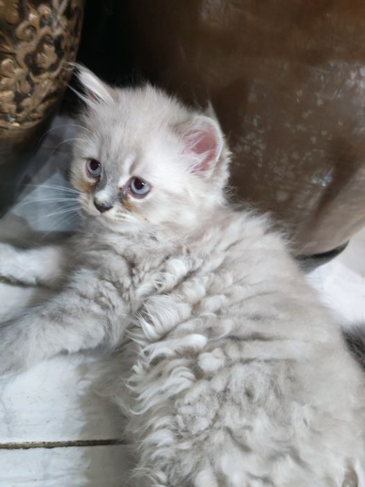 Продавам класическо персийско коте