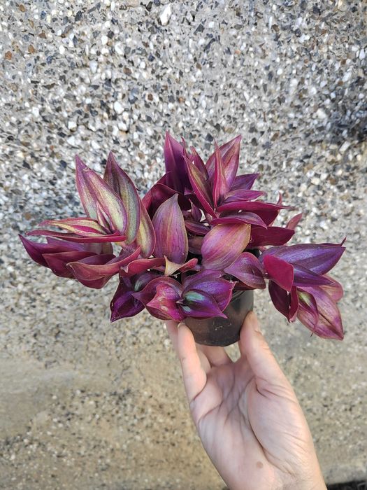 Дебела Мара, Делосперма, Хлорофитум, Фаларис и други