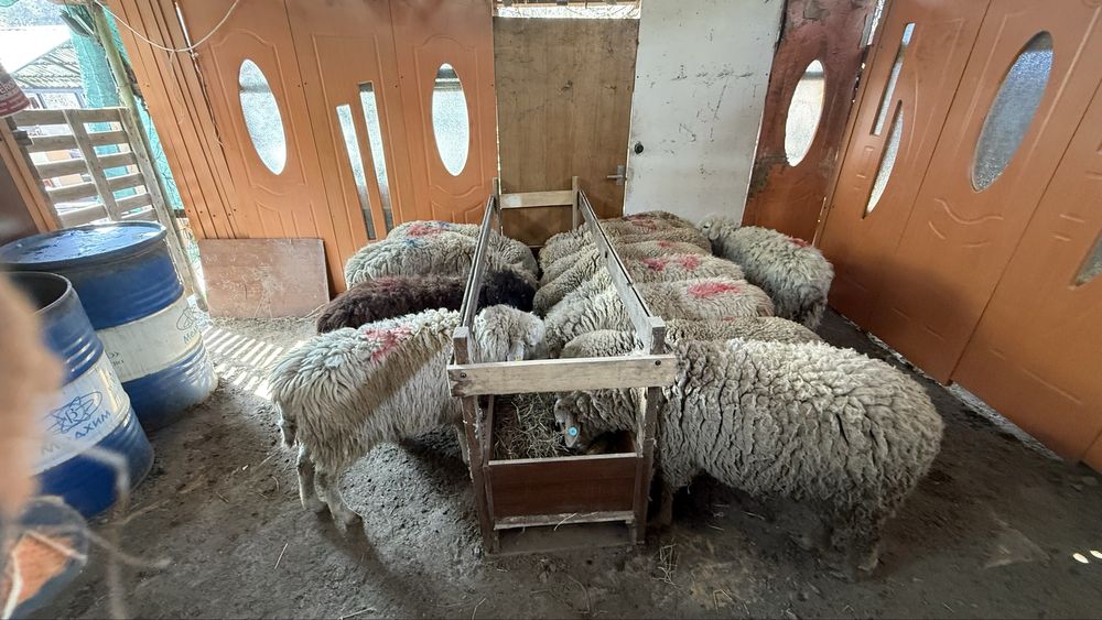 Қой сатамын, жемде тұрған, семіз.