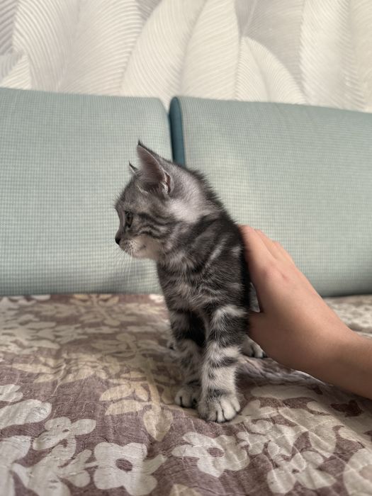 Котенок Скотиш Страйт