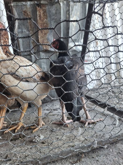 Продаётся даканки