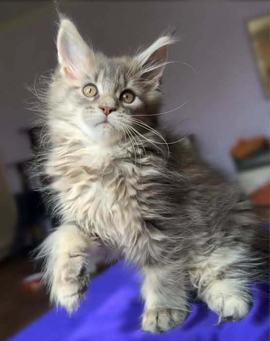 Котята мейн-кун из проф питомника.