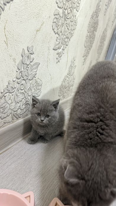 Котята / скоттиш страйт и скоттиш фолд