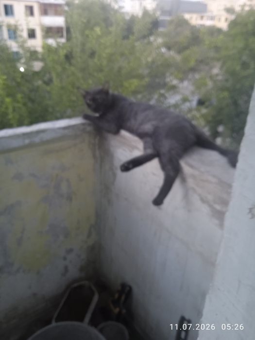 Продам кота по кличке Симба