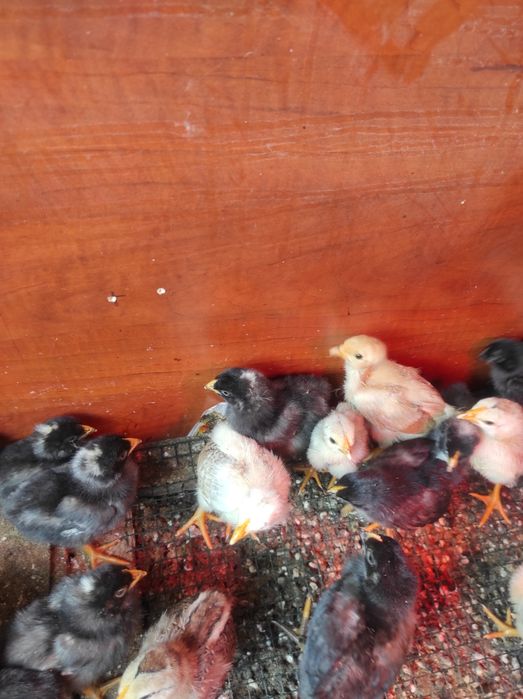 Pui de casă  de 3-4 săptămâni, majoritatea puicuțe, foarte frumosi!