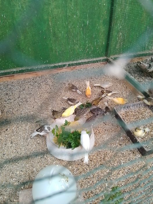 Papagali peruși Dâmbovița